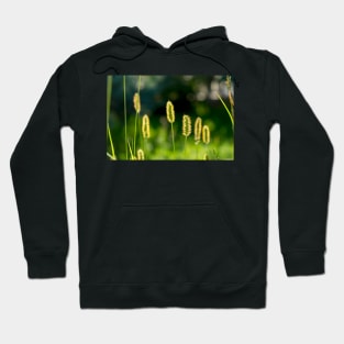 Field flowers photographed in Bucegi mountains, Romania. Spring day Hoodie